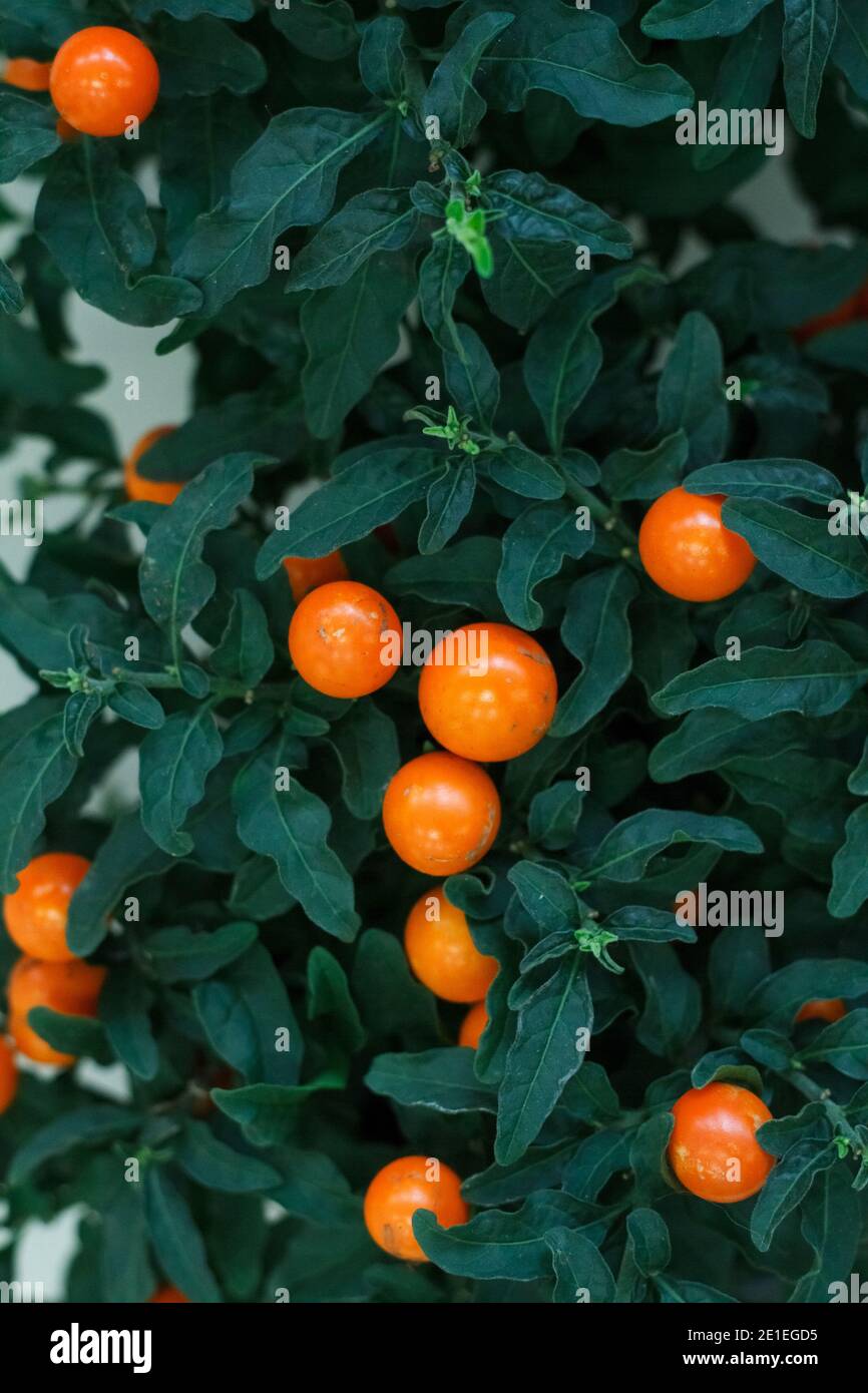Winter Cherry High Resolution Stock Photography And Images Alamy Winter Cherry High Resolution Stock Photography And Images Alamy