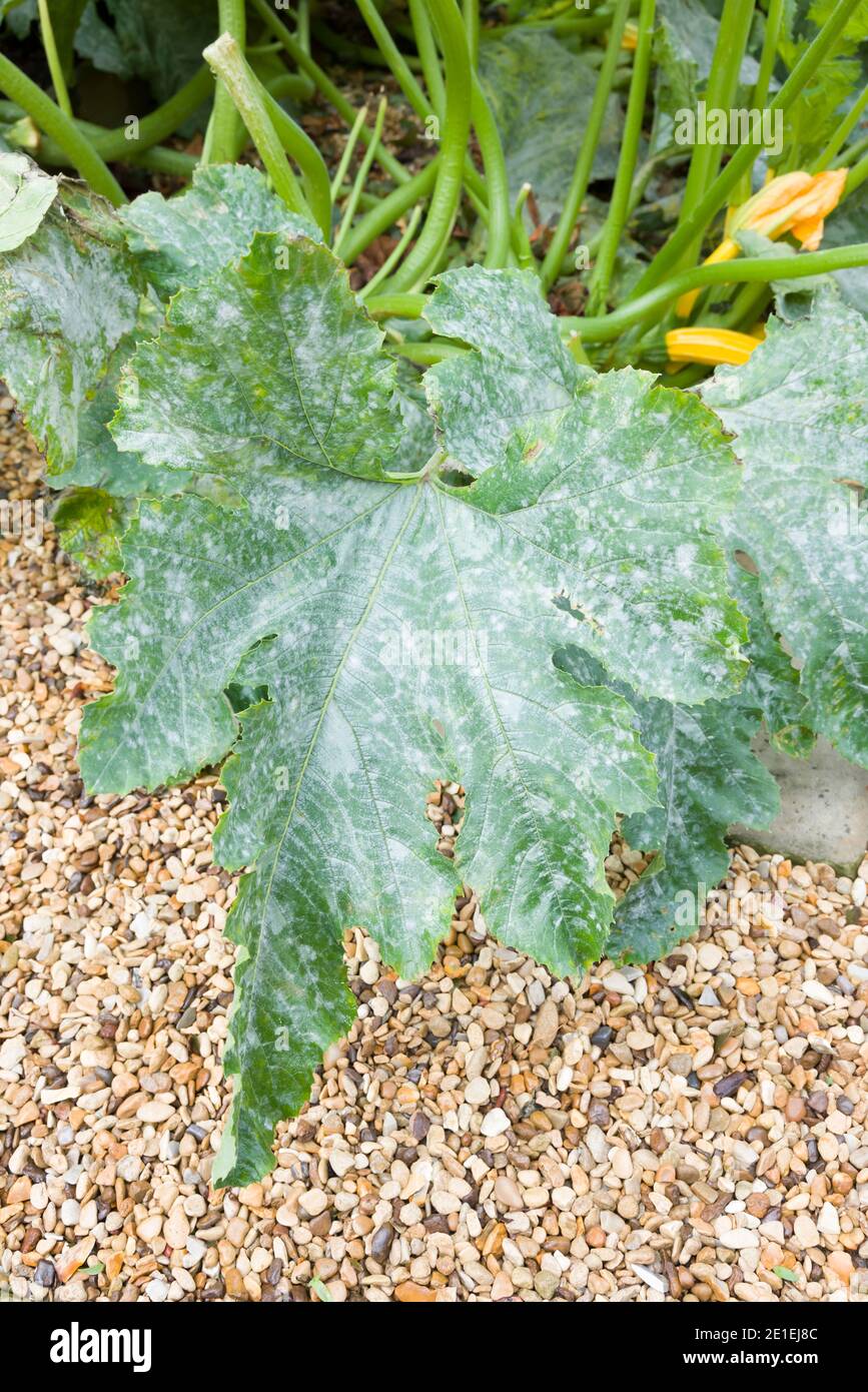 Powdery mildew on the leaves of a courgette (zucchini) plant in a UK garden Stock Photo
