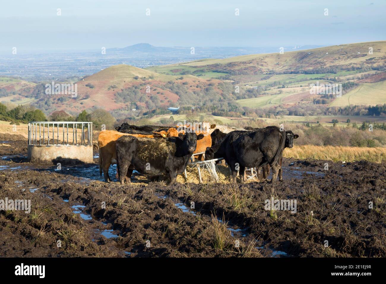 Herd of cows eating in a field in winter, farmland in Shropshire Hills, Shropshire, UK Stock Photo