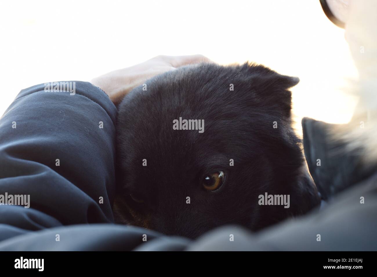 Dog body language scared stray dog with ears flattened hiding under humand hand Stock Photo Alamy