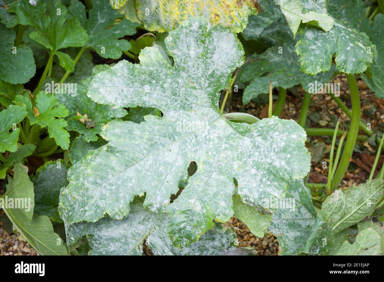 Powdery mildew growing on the leaves of a courgette (zucchini) plant in a UK garden Stock Photo