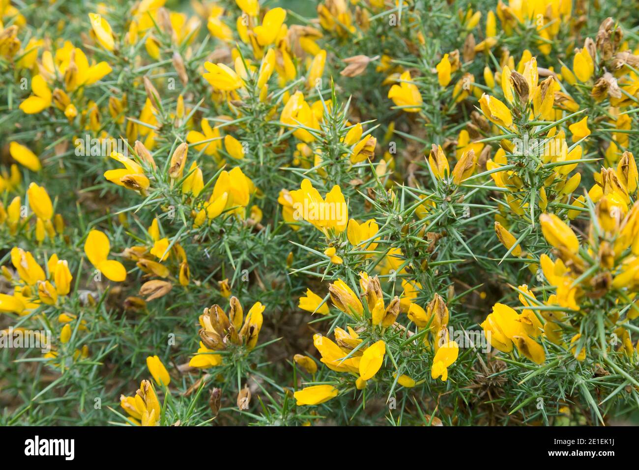 Common gorse bush (ulex) closeup with yellow flowers. Also known as furze or whin, UK Stock Photo