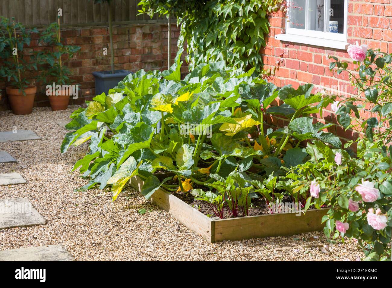 Vegetables (courgette plants and beetroot) growing in a raised bed in a UK garden in summer. Stock Photo
