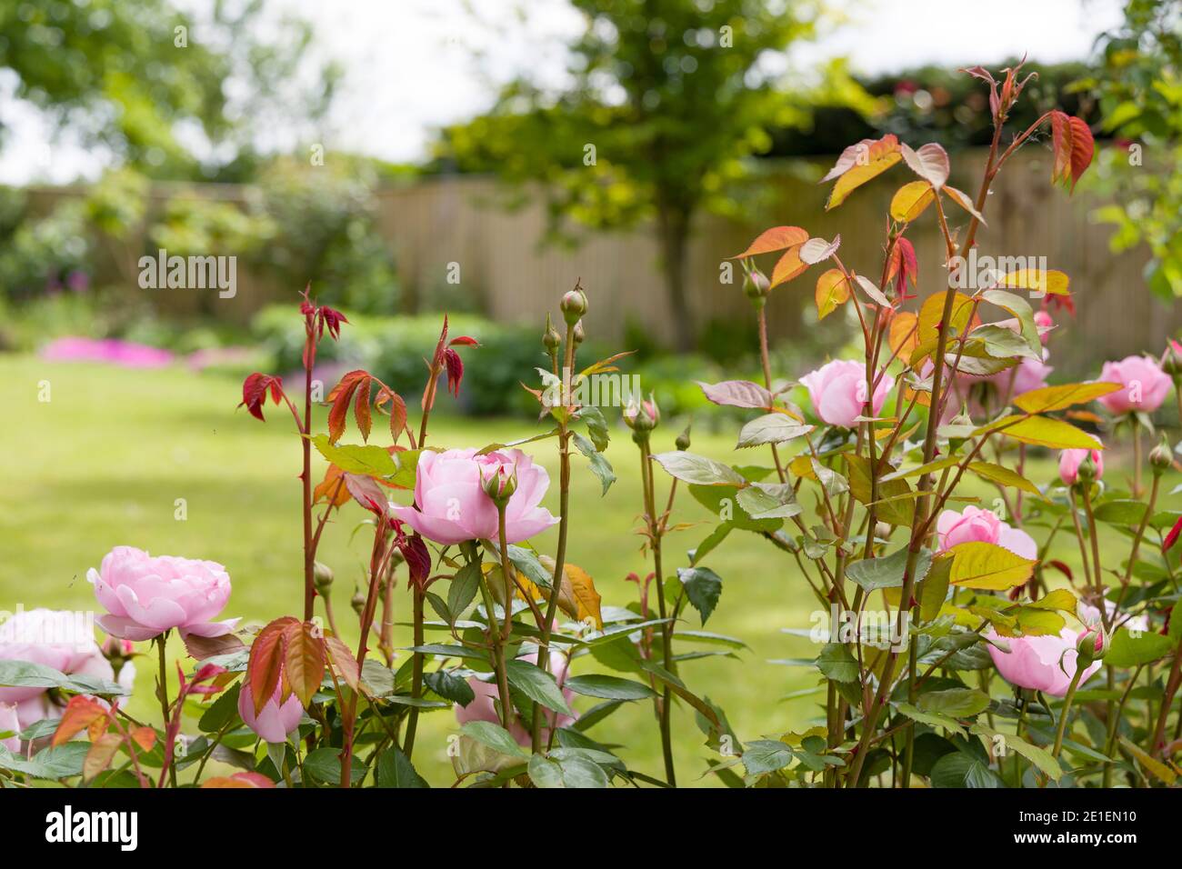 Roses in a garden. Pink roses in a rose hedge, bordering a lawn in a large UK garden Stock Photo