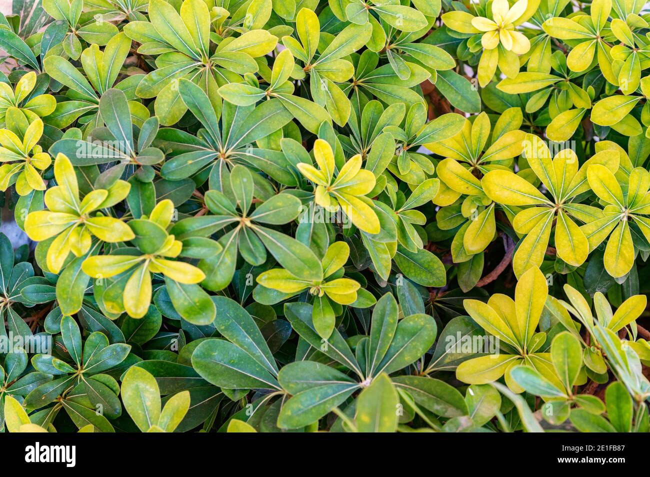 Close-up schefflera green foliage plant background. Selective focus Stock Photo