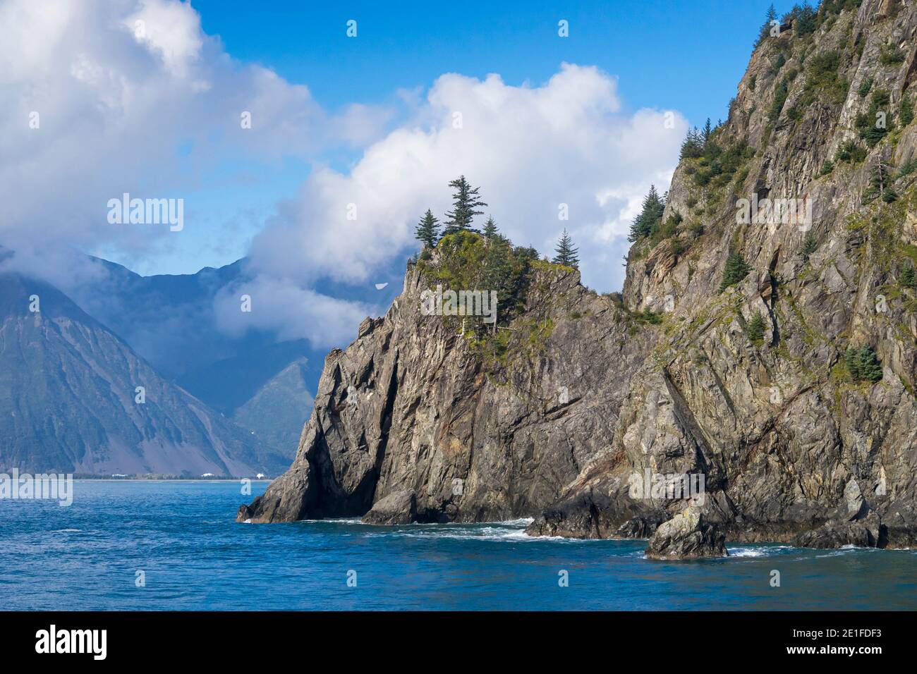 Trees on rock at Resurrection Bay, Kenai Peninsula Borough, Southcentral Alaska, Alaska, USA
