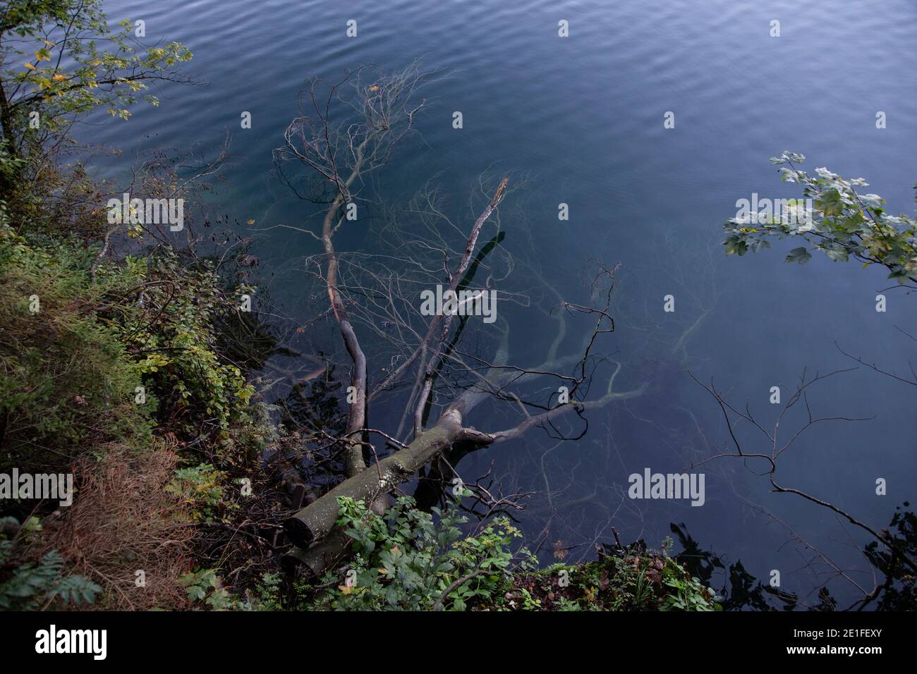 A fallen tree lying in a crystal clear lake Stock Photo - Alamy