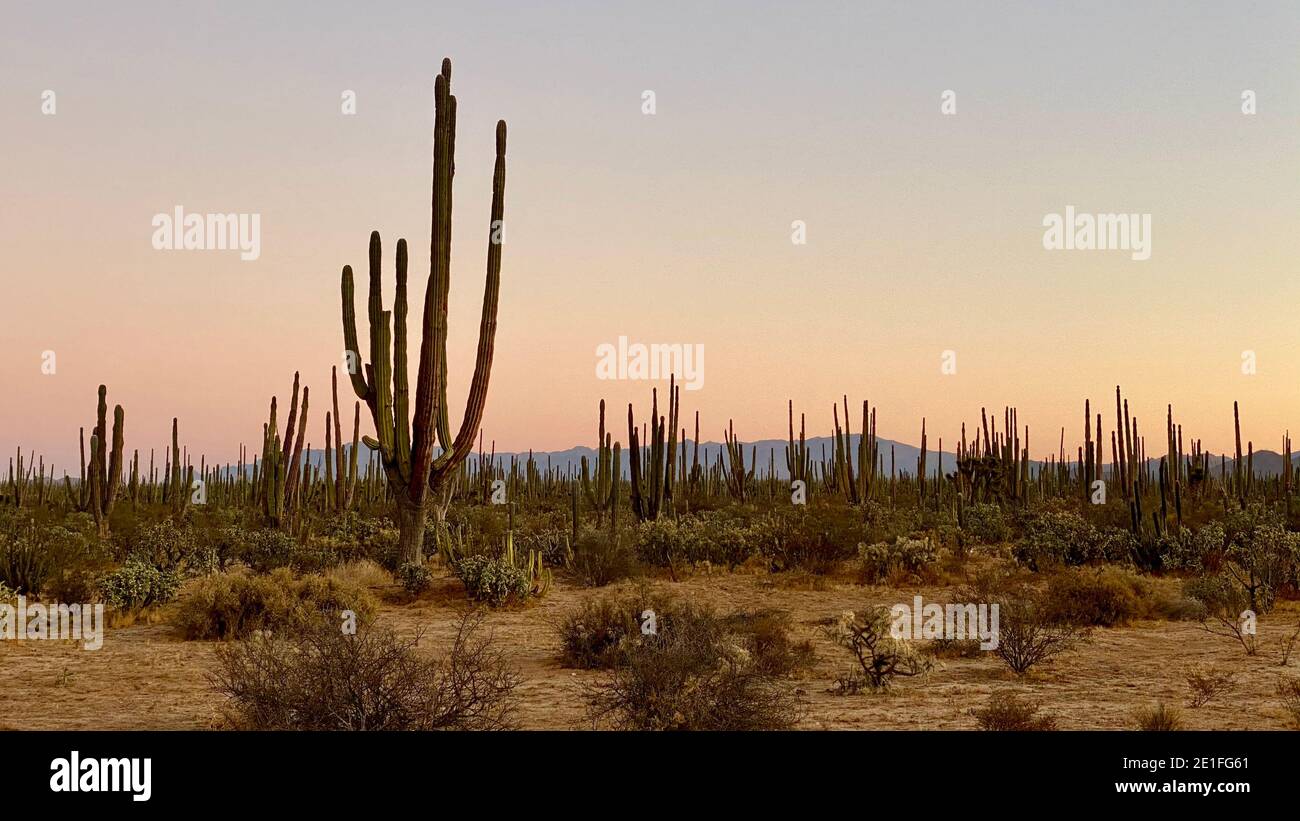 Desert scene in baja california hi-res stock photography and images - Alamy