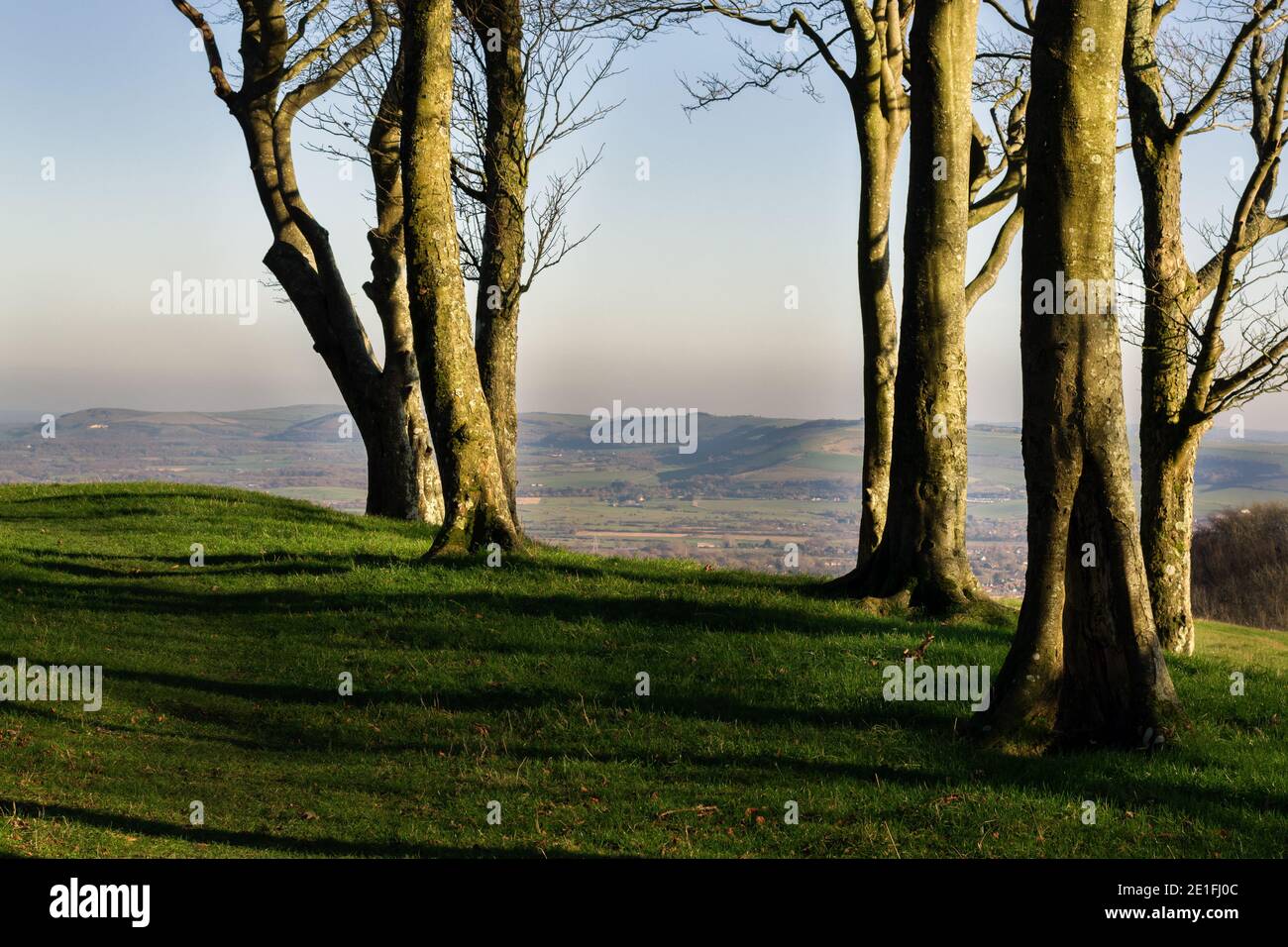 Tree trunks on Chanctonbury Ring and view over the South Downs in the sun of a late autumn afternoon Stock Photo