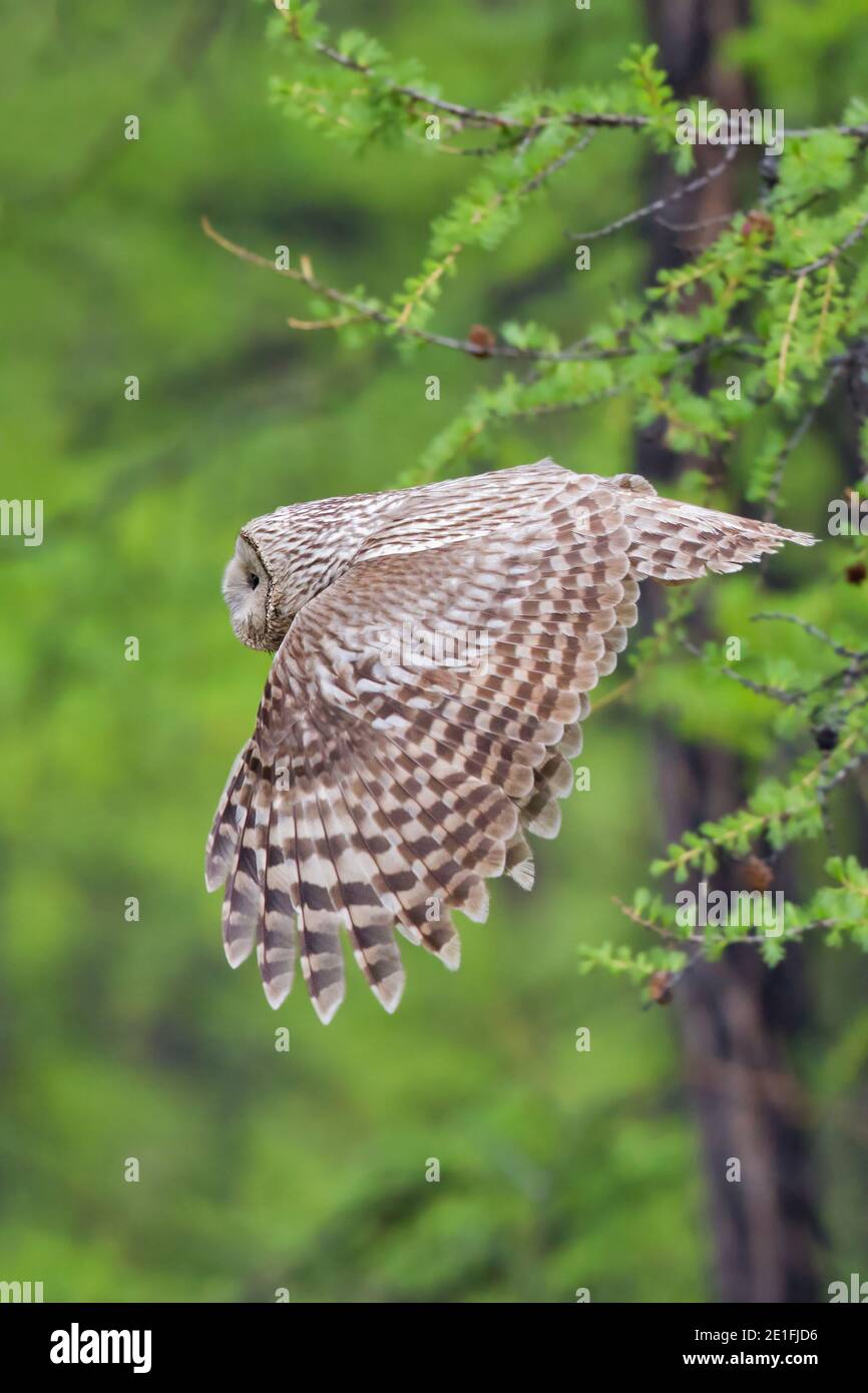 Ural Owl (Strix uralensis) flying in boreal taiga forest, Lake Huvsgol, Mongolia Stock Photo