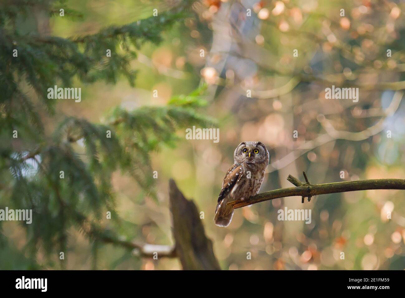 Tengmalm's owl (Aegolius funereus) perched on branch in forest, Hesse, Germany Stock Photo
