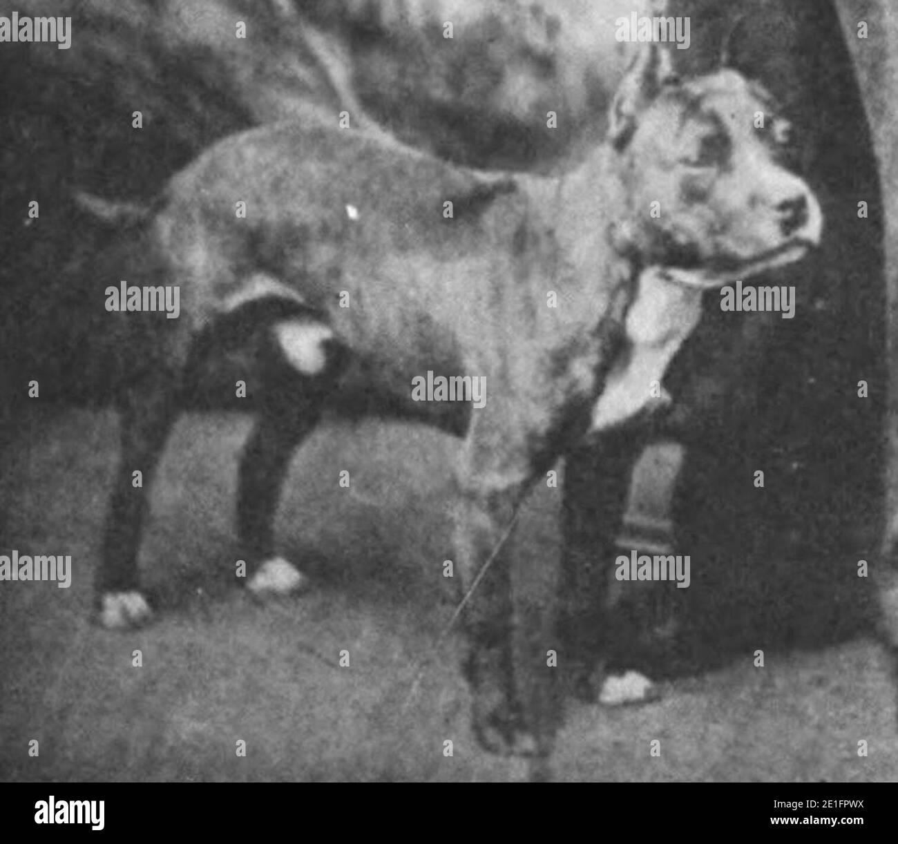 Lloyd's Pilot famous champion dog. Circa 1881. Stock Photo