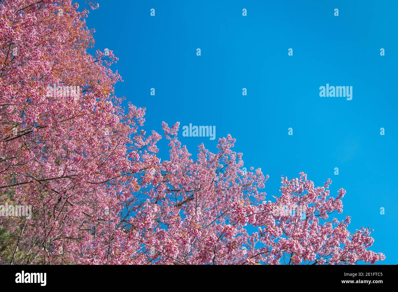 These are Wild Himalayan Cherry Blooming in Chiang Mai, Thailand. in Chiang Mai, Thailand. Stock Photo