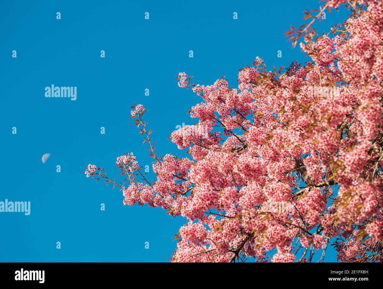 These are Wild Himalayan Cherry Blooming in Chiang Mai, Thailand. in Chiang Mai, Thailand. Stock Photo