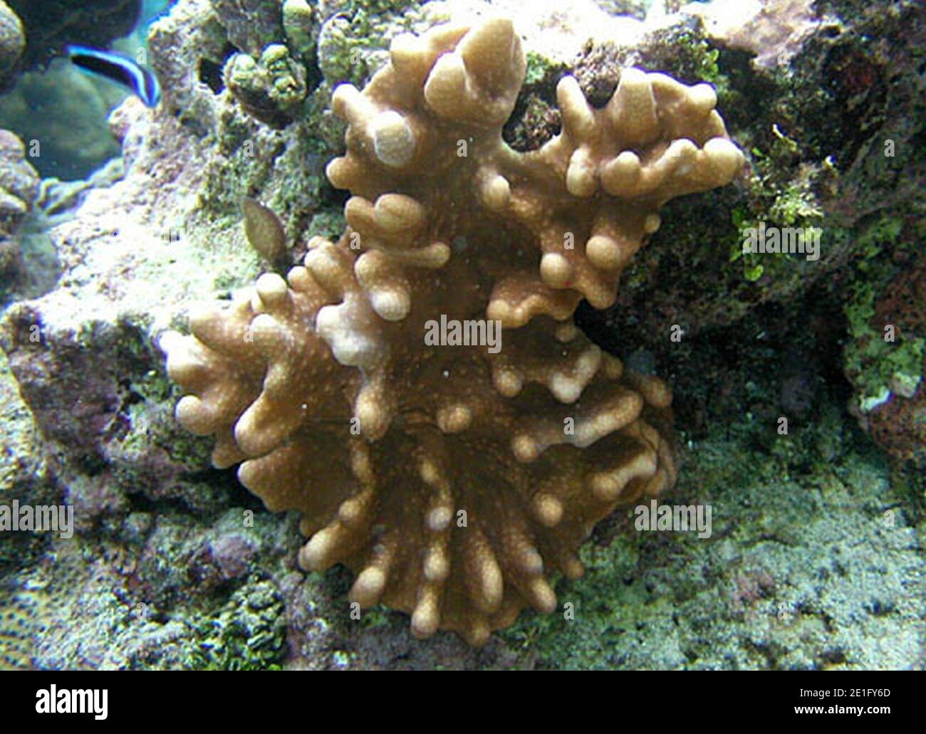 Lobophytum sp en Samoa Americana. Stock Photo