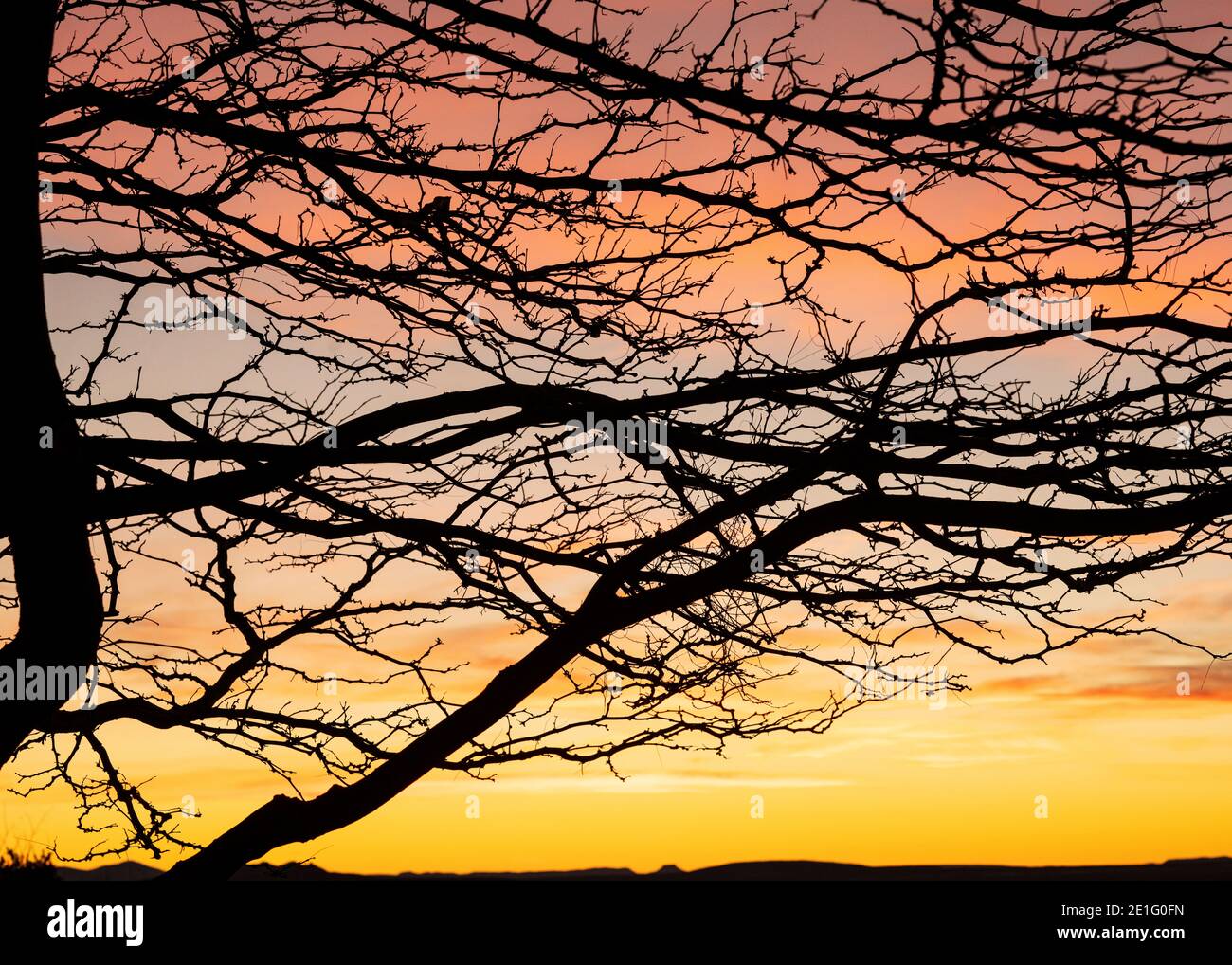 Trees silhouette against colorful sky Stock Photo - Alamy