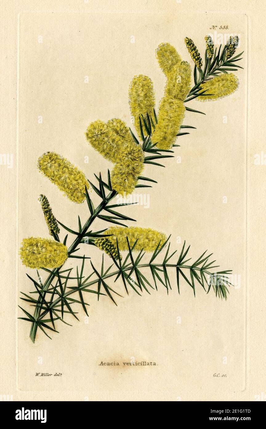 Loddiges 535 Acacia verticillata drawn by W Miller. Stock Photo