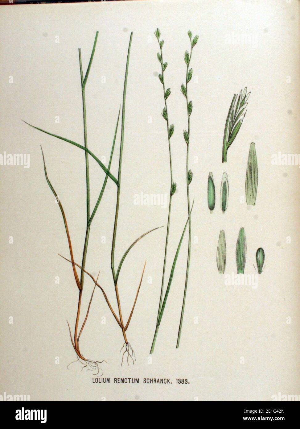 Lolium remotum — Flora Batava — Volume v18. Stock Photo