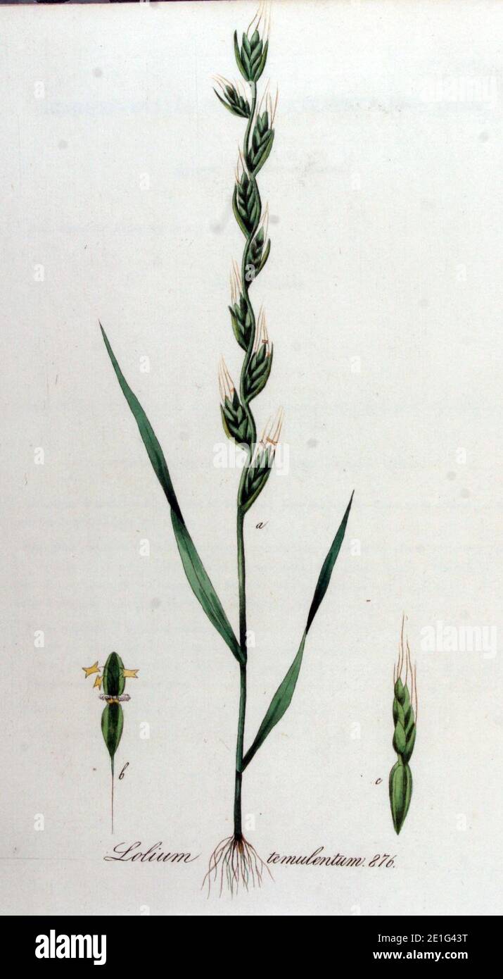 Lolium temulentum — Flora Batava — Volume v11. Stock Photo