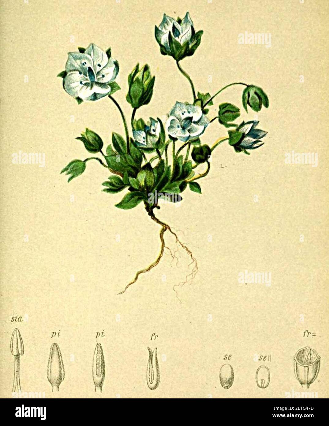 Lomatogonium carinthiacum Atlas Alpenflora. Stock Photo