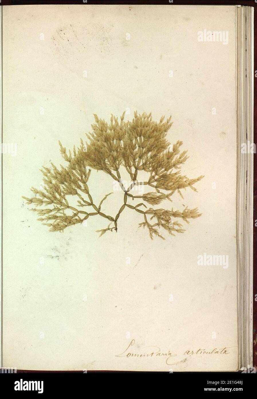 Lomentaria articulata Brest Album plantes marines naturelles. Stock Photo