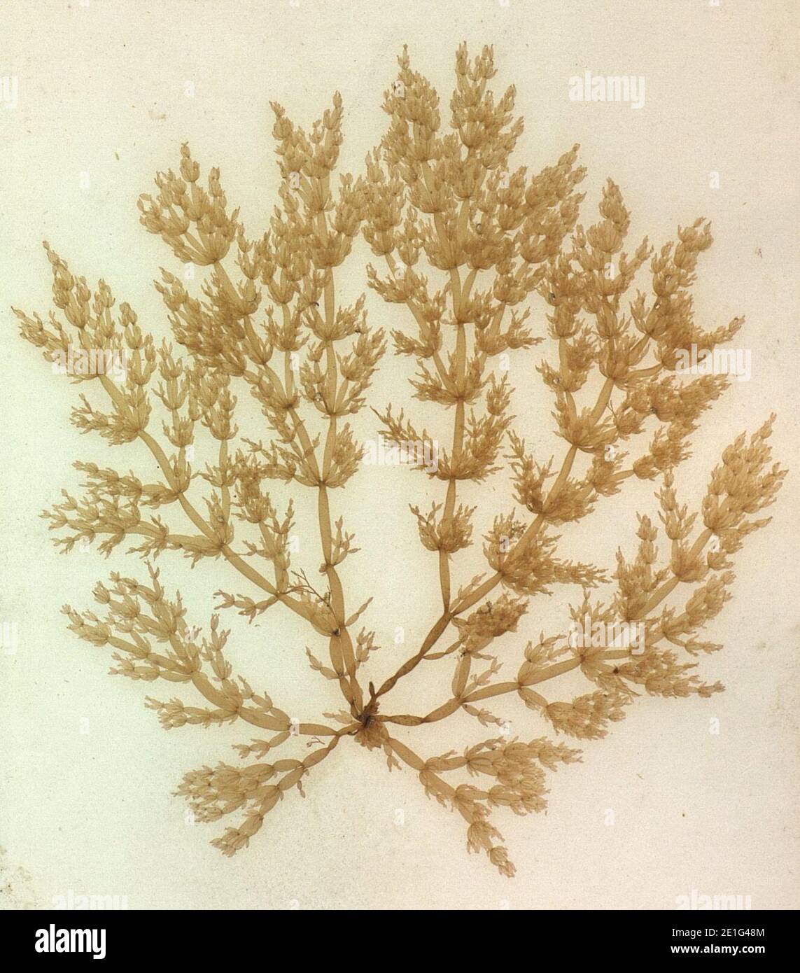Lomentaria articulata Brest (cropped). Stock Photo