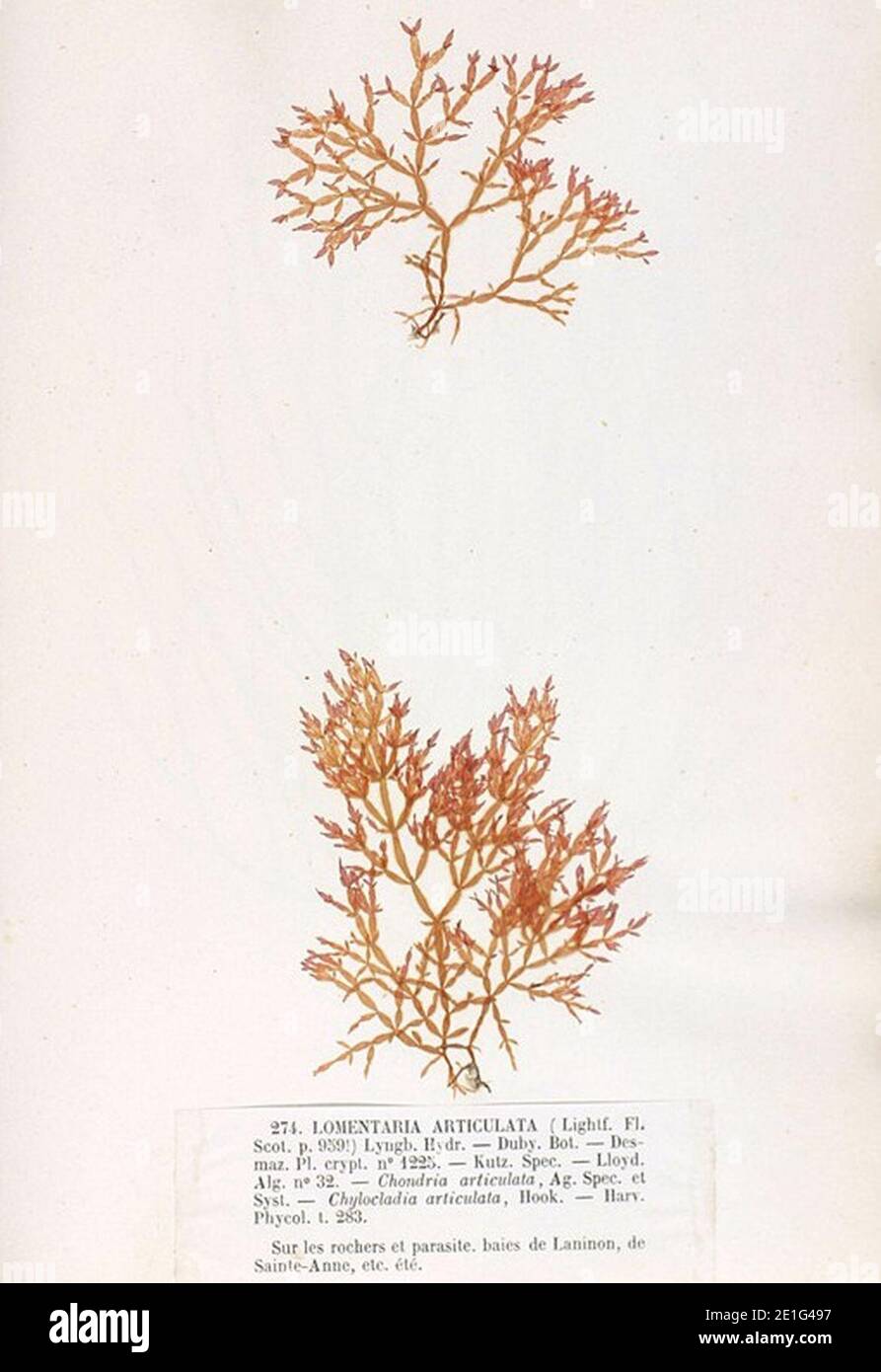 Lomentaria articulata Crouan. Stock Photo
