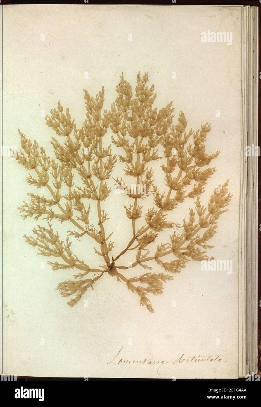 Lomentaria articulata Brest. Stock Photo