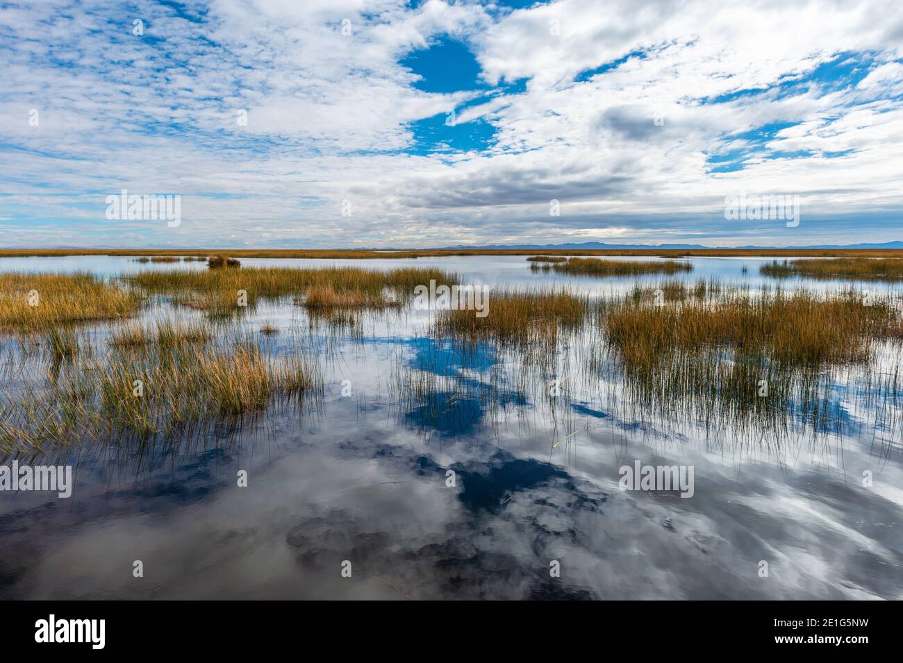 Totora reed and cloud reflection in the Titicaca lake located in Peru ...