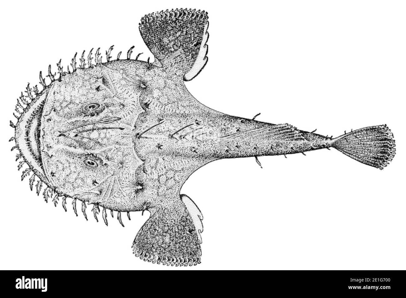 Lophius brachysomus