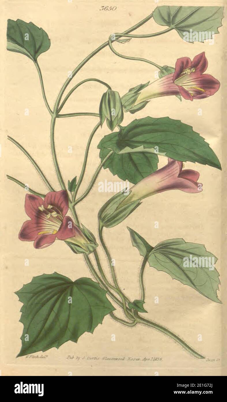 Lophospermum scandens – Curtis 65 pl. 3650 orig. Stock Photo