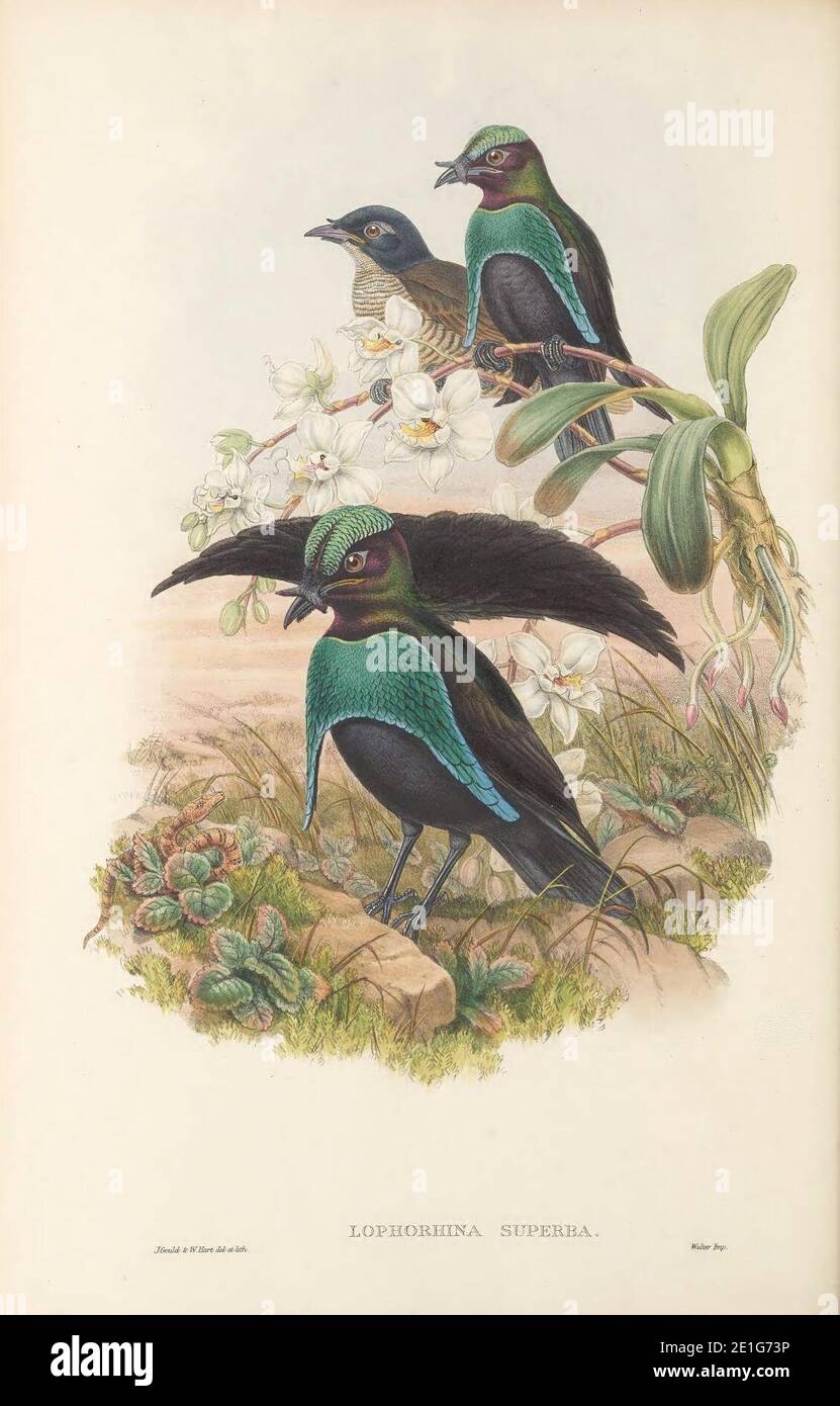 Lophorina superba - The Birds of New Guinea. Stock Photo