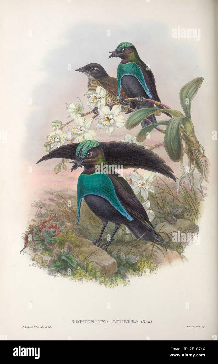 Lophorina superba - Monograph of the Paradiseidae. Stock Photo