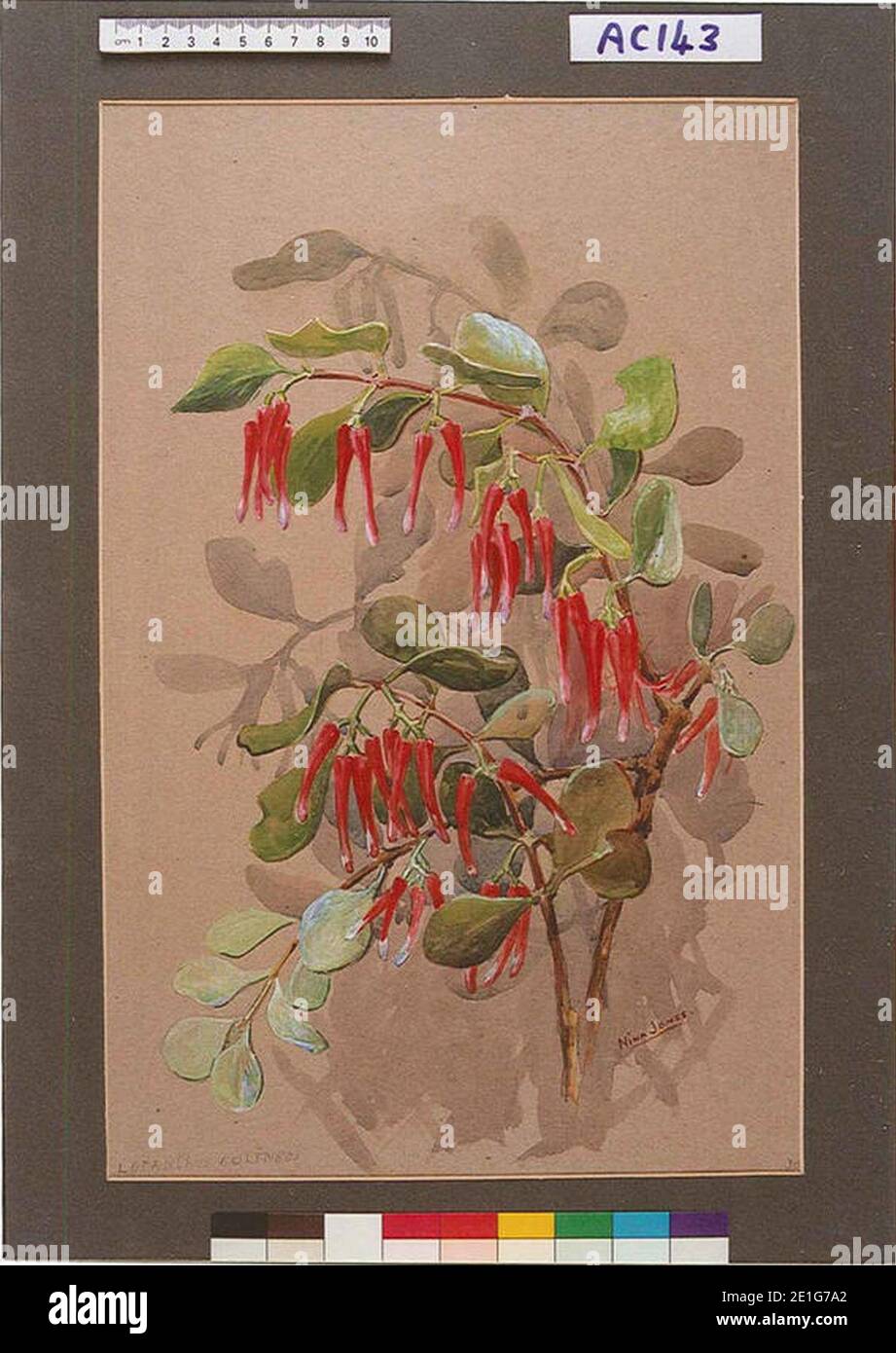 Loranthus colensoi by Nina Jones ac143. Stock Photo