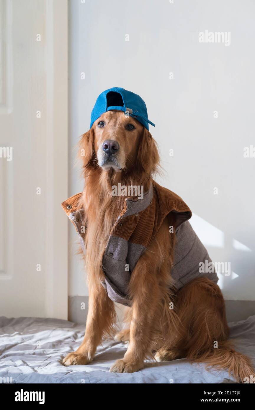Golden Retriever wearing clothes, indoors Stock Photo Alamy