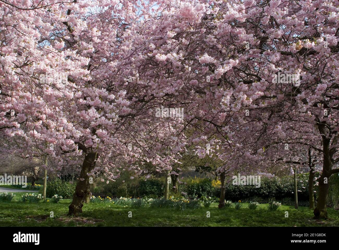 Cherry Blossoms, Regent's Park, London NW1, England NONE Stock Photo Alamy