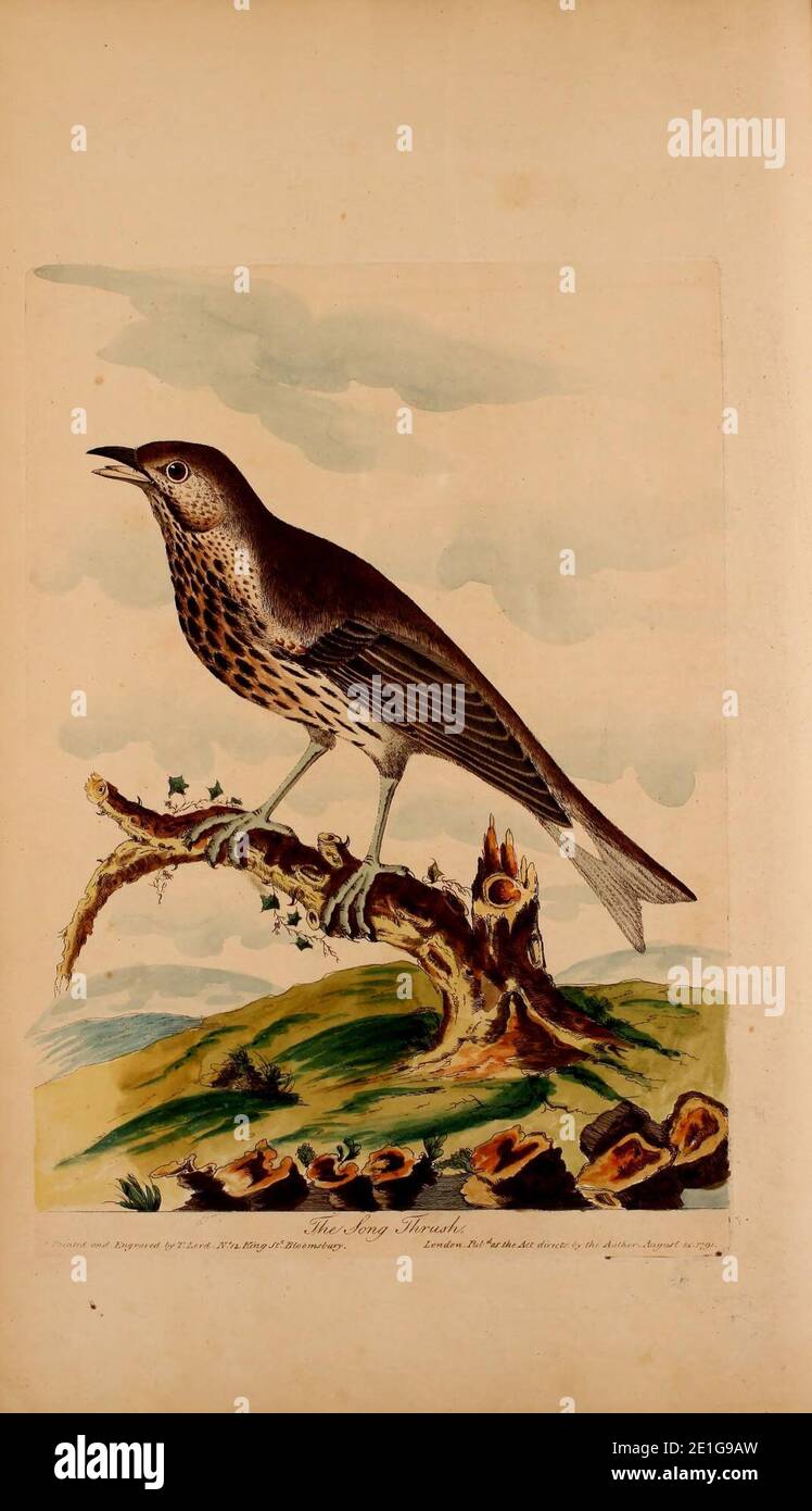 Lord's Entire new system of ornithology, or, Oecumenical history of British birds (Pl. XII) Stock Photo