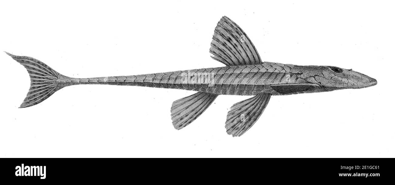 Loricariichthys stuebelii. Stock Photo