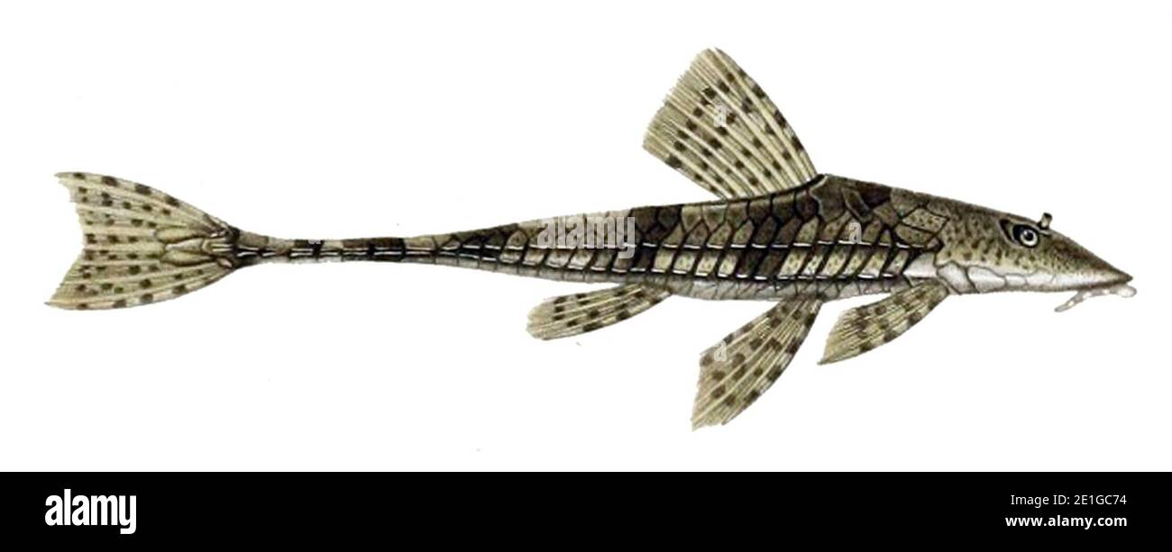 Loricariichthys maculatus. Stock Photo