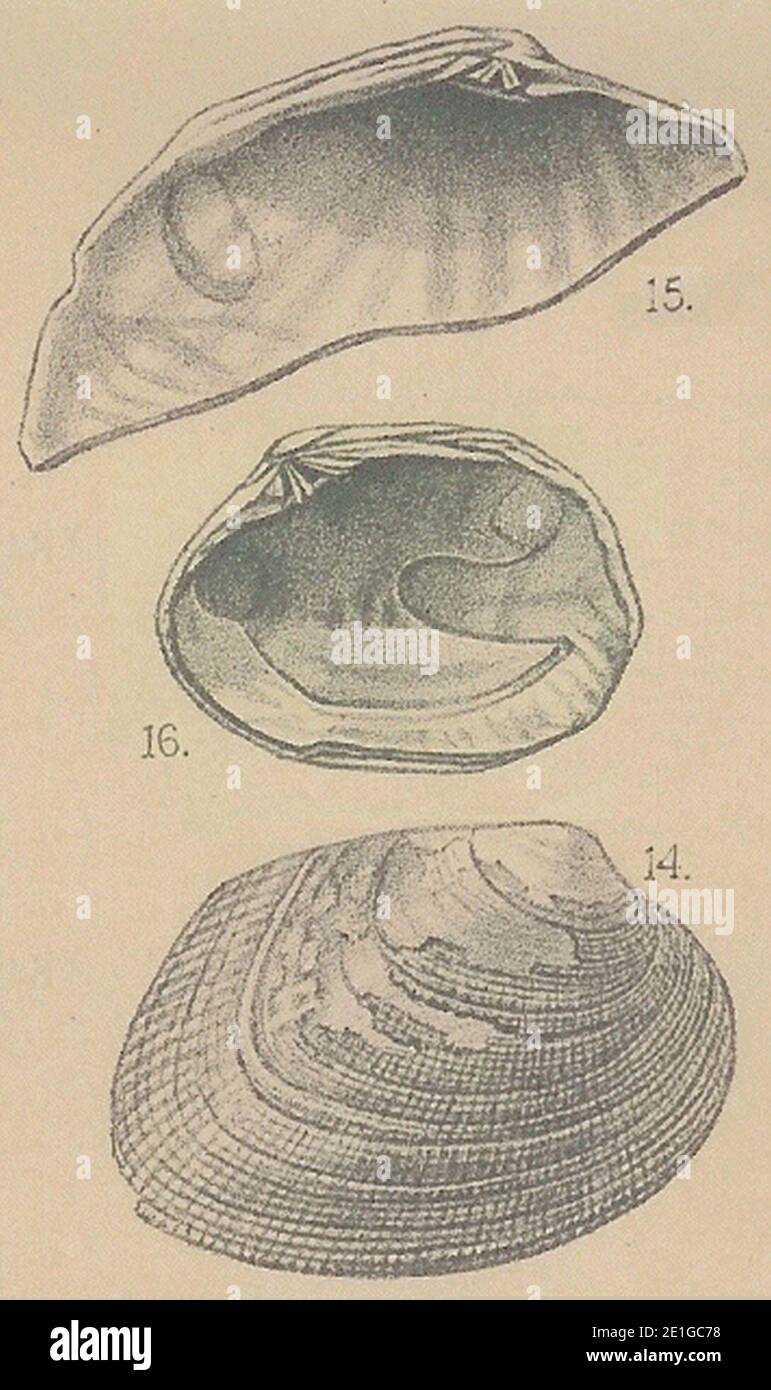 Venerupis hi-res stock photography and images - Alamy