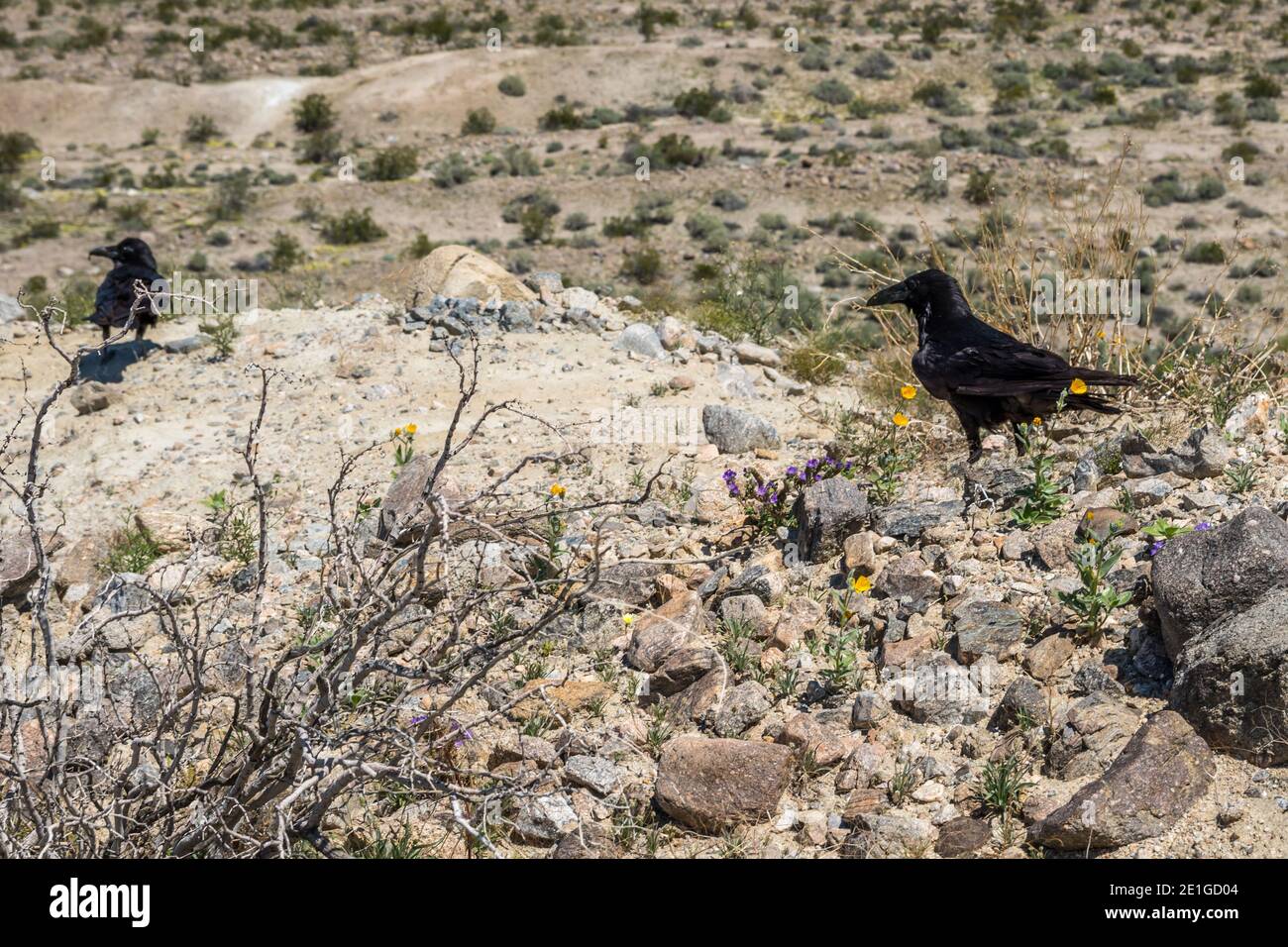 An American Crow in Palm Springs, California Stock Photo Alamy