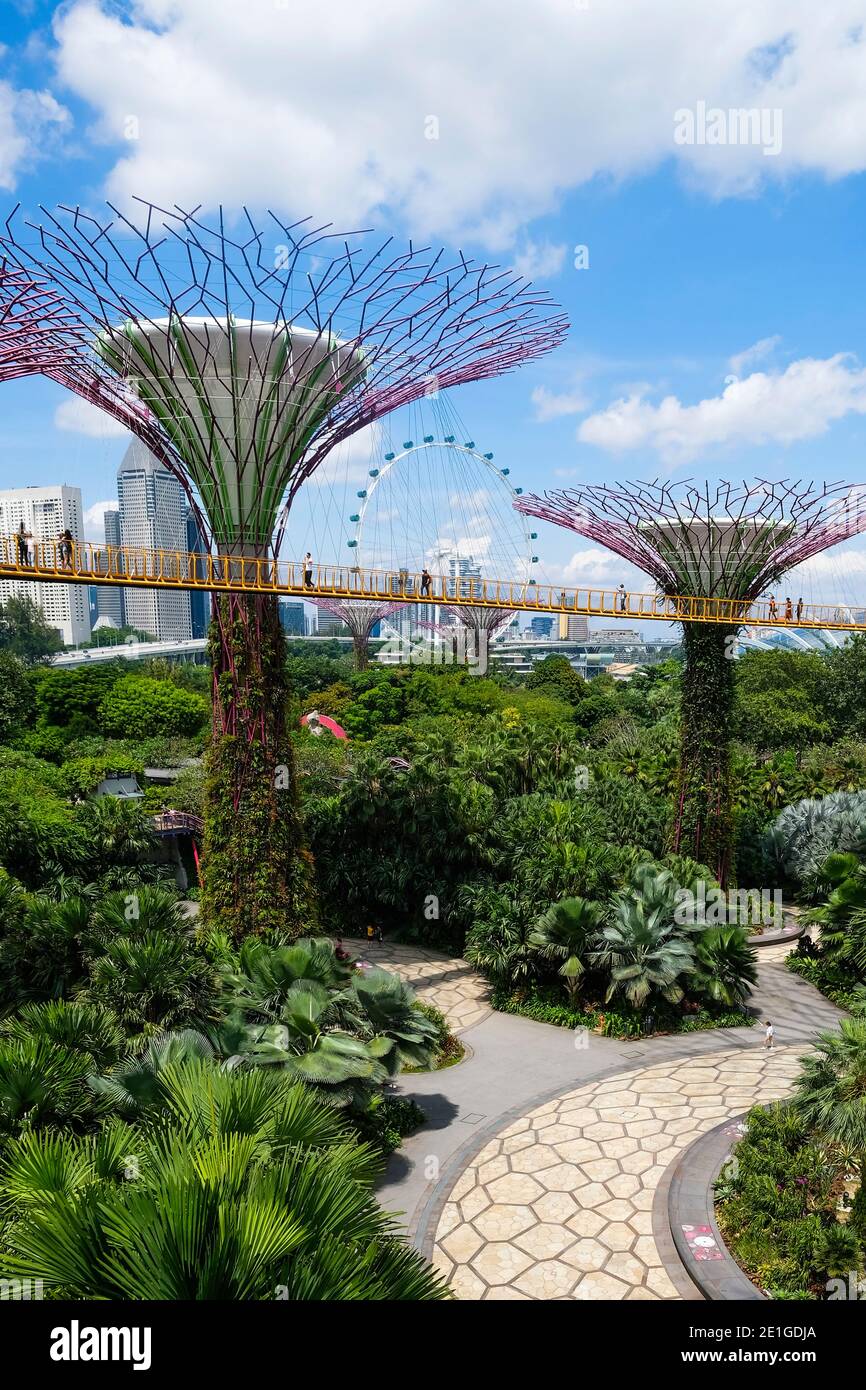 The Supertrees at Gardens by The Bay, Singapore, designed by Wilkinson Eyre. The unique vertical gardens resembe towering trees Stock Photo