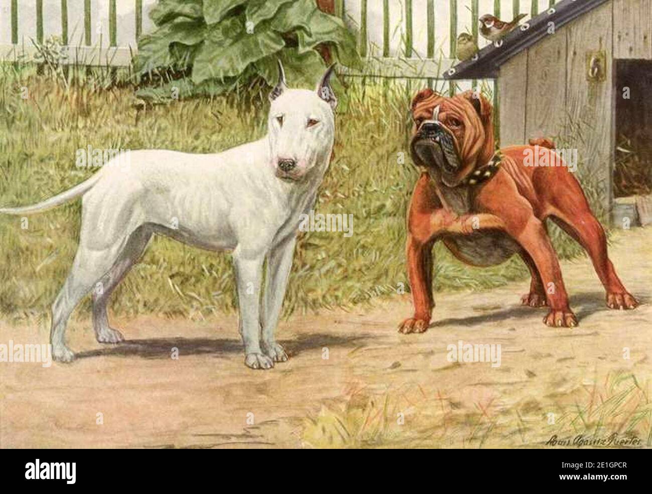 Louis Agassiz Fuertes - Bull Terrier & English Bulldog. Stock Photo
