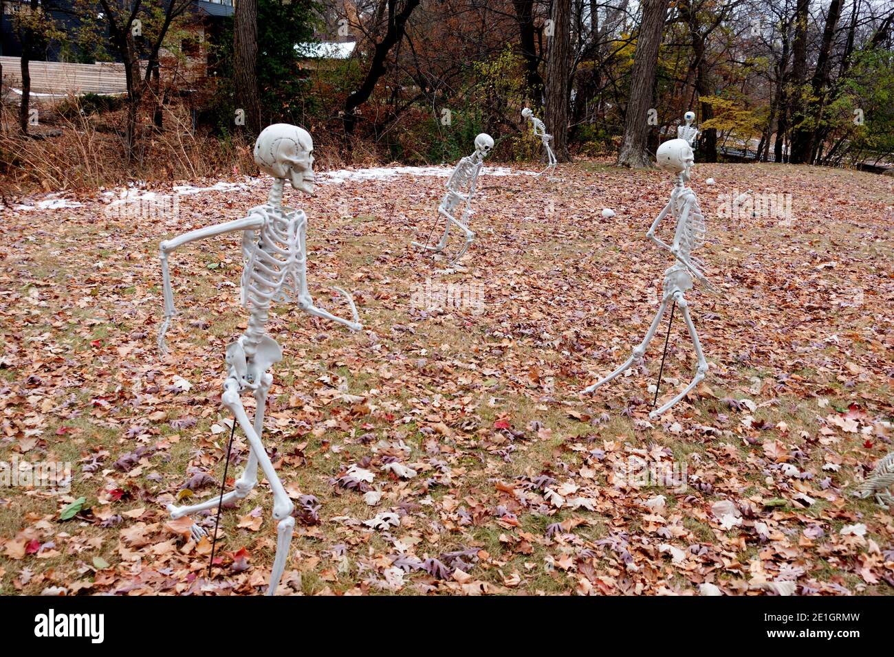 Five skeleton dancing in yard filled with autumn leaves for Halloween. Glad I wasn't there that night. St Paul Minnesota MN USA Stock Photo