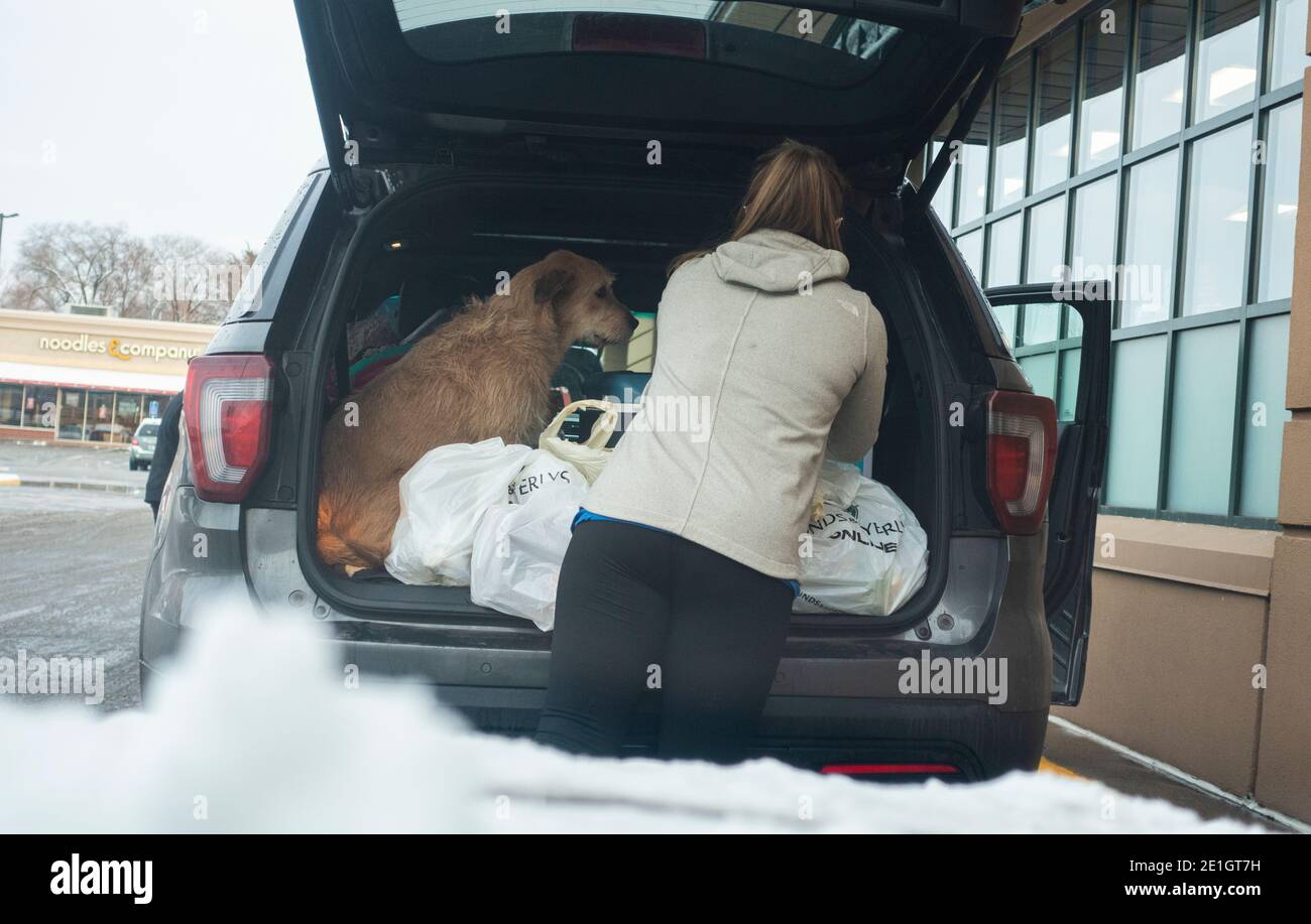 Woman with her brown dog arranging groceries from a curbside delivery at Lunds Byerlys Grocery Store during Covid Pandemic. St Paul Minnesota MN USA Stock Photo