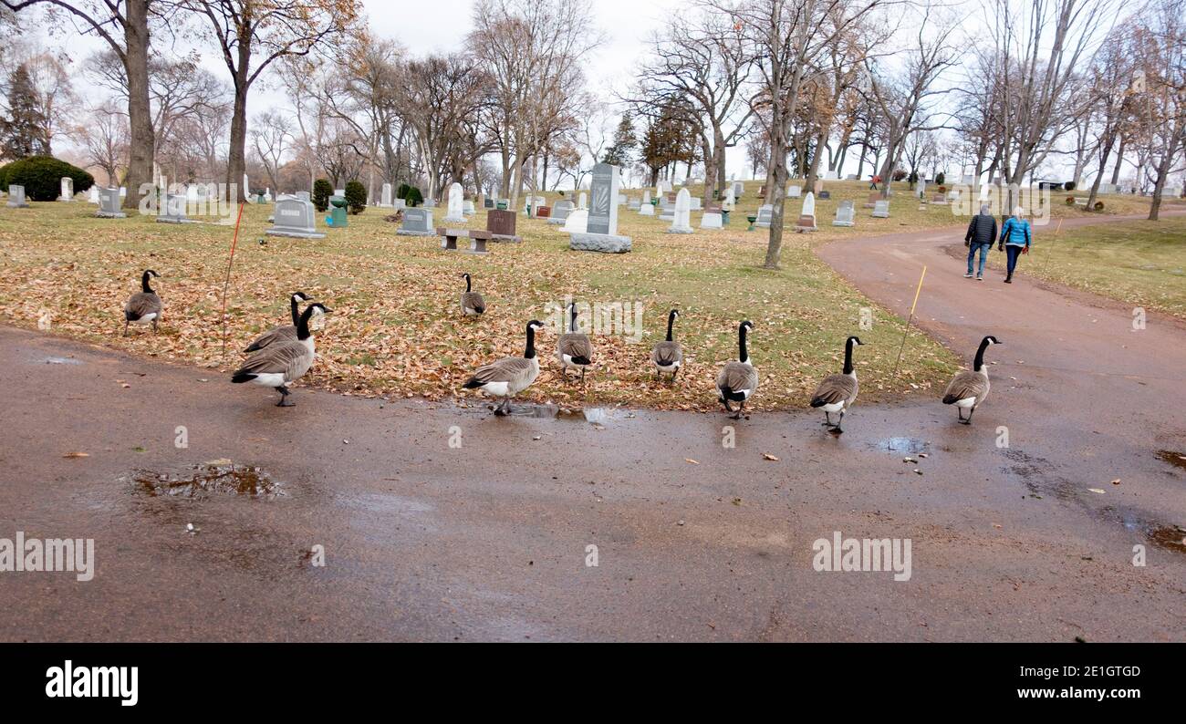 People and geese enjoying a walk through Lakewood Cemetery. Minneapolis Minnesota MN USA Stock Photo