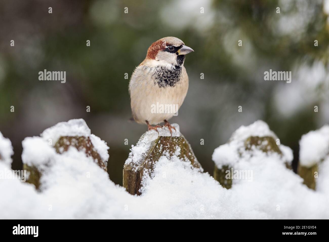 Male house sparrow in Iowa during winter Stock Photo