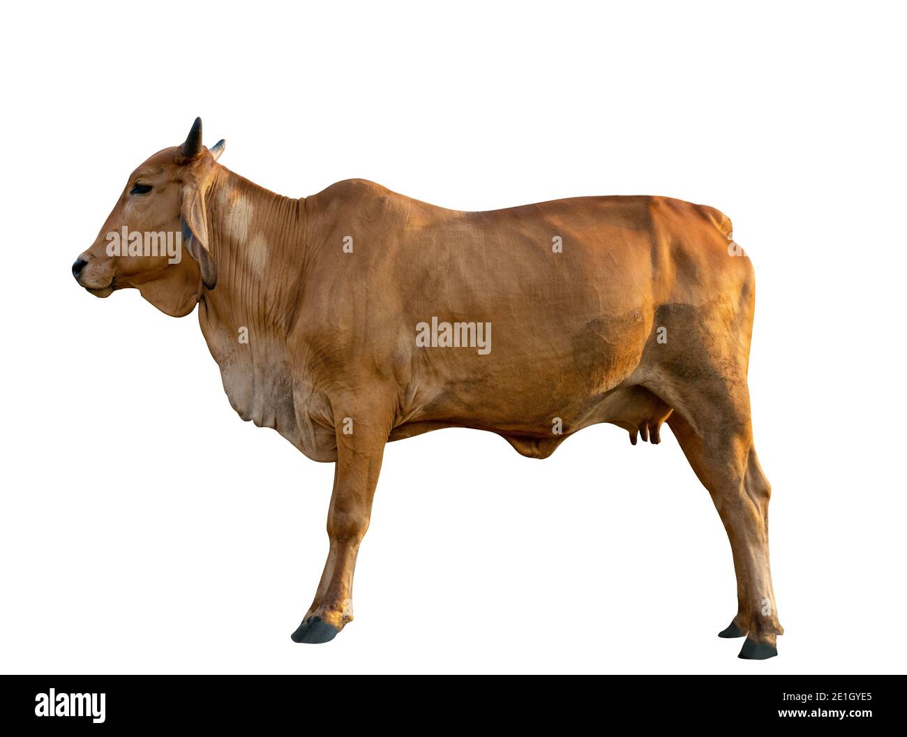 Cow on green field Cut Out Stock Images Pictures Alamy
