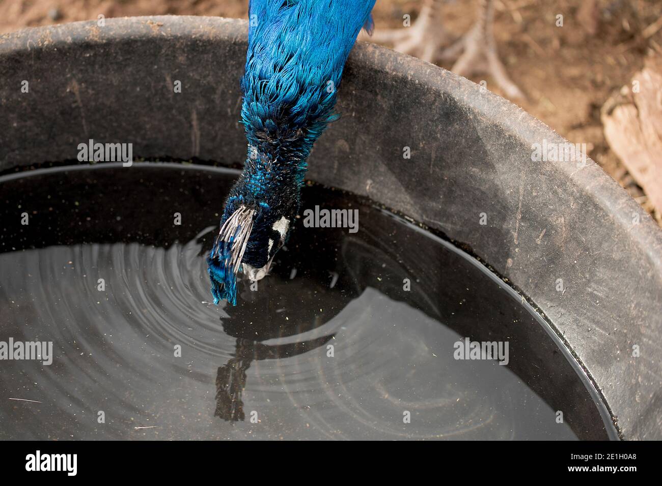 Beautiful peacock drinking water from a huge pot Stock Photo Alamy