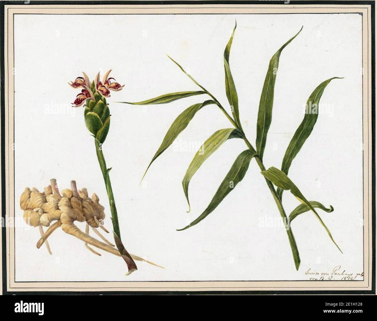 Louise van Panhuys, Ingwer mit Blüte und Stengel, 1812. Stock Photo
